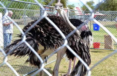 Chandler Ostrich Festival Celebrates Arizonas Biggest Bird Kjzz