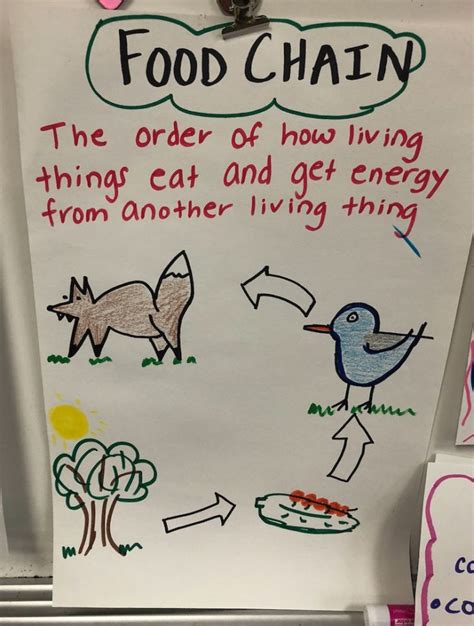 Anchor Chart Website Second Grade Food Web Anchor Chart Food Chain