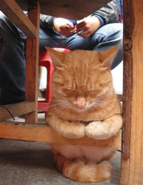 23 Funny Photos Of Cats Sleeping In Weird Positions Arm Press Media