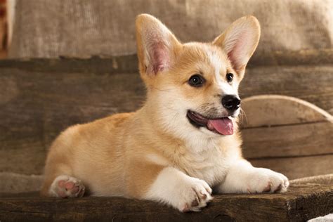 The puppies will be dewormed. Cardigan Welsh Corgi | Dogs | Breed Information | Omlet