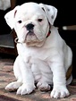 Pin by John Rose on Animals - Bully Bulldogs | English bulldog puppies ...