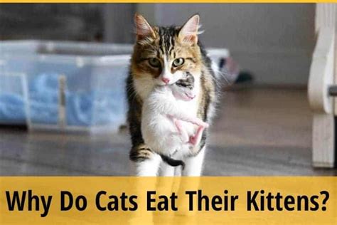 Why Do Cats Eat Their Kittens Zooawesome