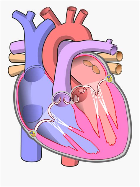 Clip Art File Diagram Of The Human Heart Without Labels Free