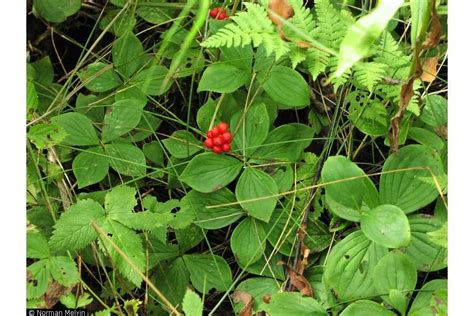 Canadian Bunchberry: Nature's Restaurant: A Complete Wild Food Guide ...