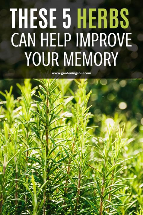 These 5 Herbs Can Help Improve Your Memory