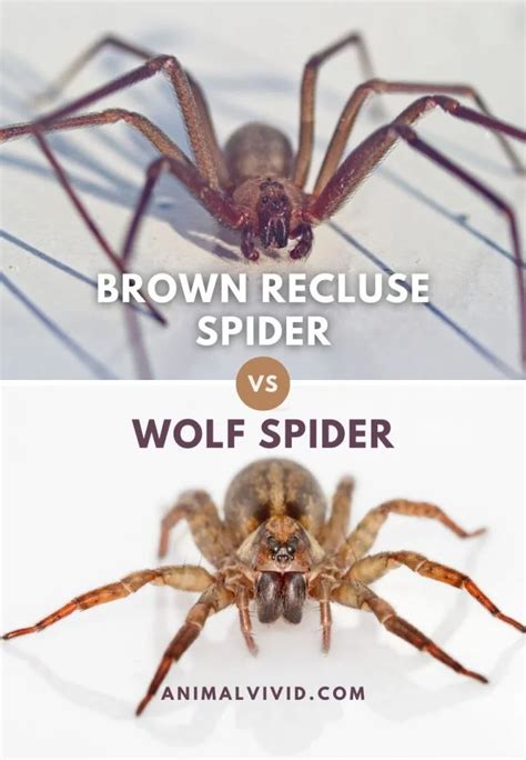 Brown Recluse Vs Wolf Spider 7 Differences And Facts