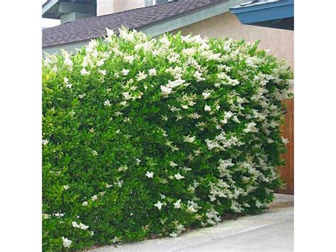 Waxleaf Privet Shrub Ligustrum Japonicum ‘texanum