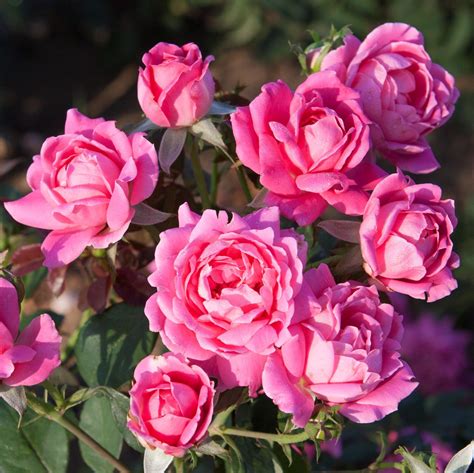 Pink Rose Plants For Sale Pink Double Knock Out Rose Easy To Grow