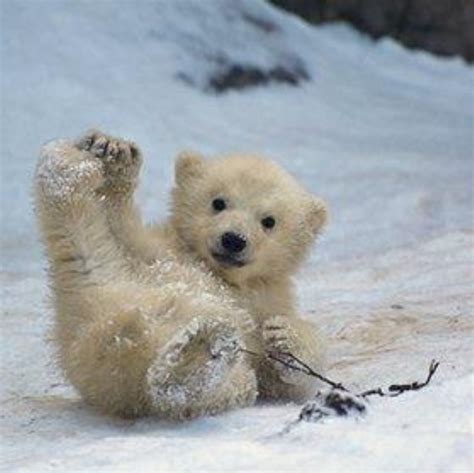 Cute Little Polar Bear Pictures I Like Pinterest