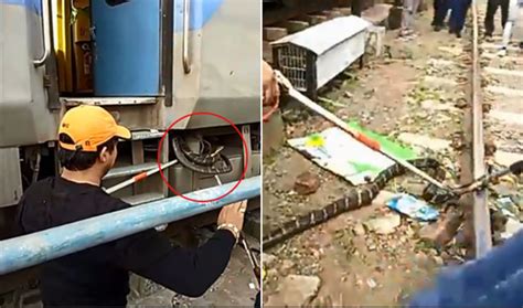 10 Foot King Cobra Removed From Train In Uttarakhand