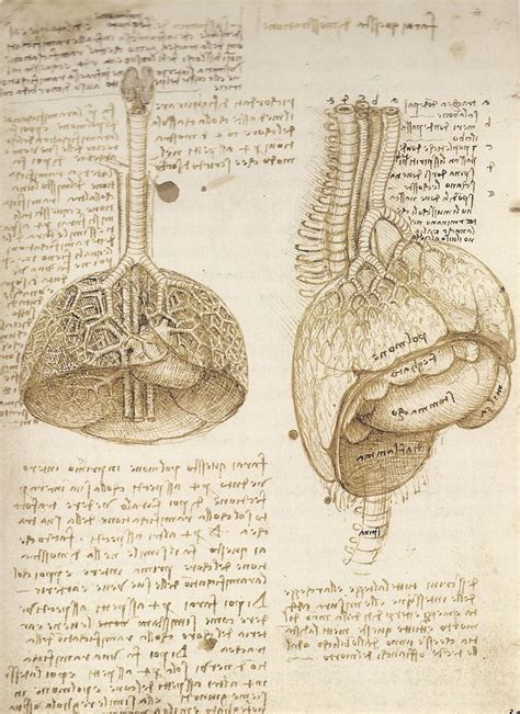 Leonardo Da Vinci The Mechanics Of Man Leonardo Da Vinci Leonardo