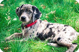 I'm trying to find a good home for my 10 year old hound mix named duke. Pin by Ilyse Cohen on Too Cute | Coonhound puppy, Labrador retriever mix, Coonhound