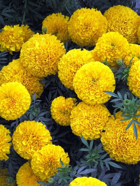 Marigolds Edible Beneficial And Beautiful Alaska Master Gardener Blog