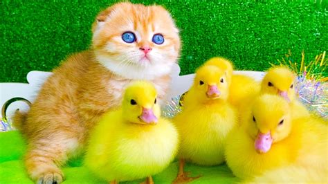 Cute Kitten And Baby Ducks Have Fun Youtube