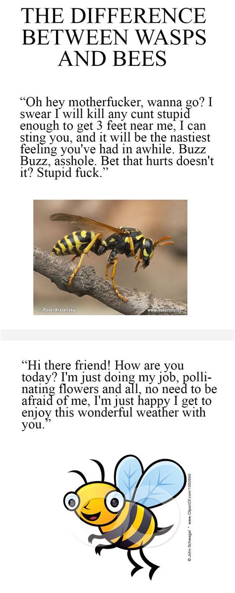 Difference Between Wasps And Bees You Funny Geek Mom Have A Laugh