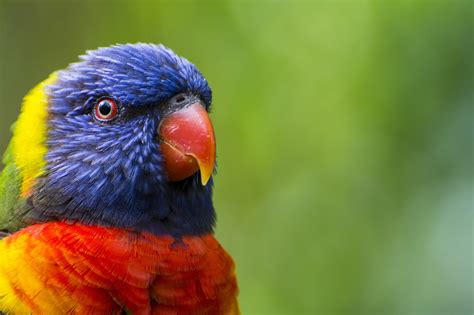 Macro Birds Animals Parrot Wallpapers Hd Desktop And Mobile