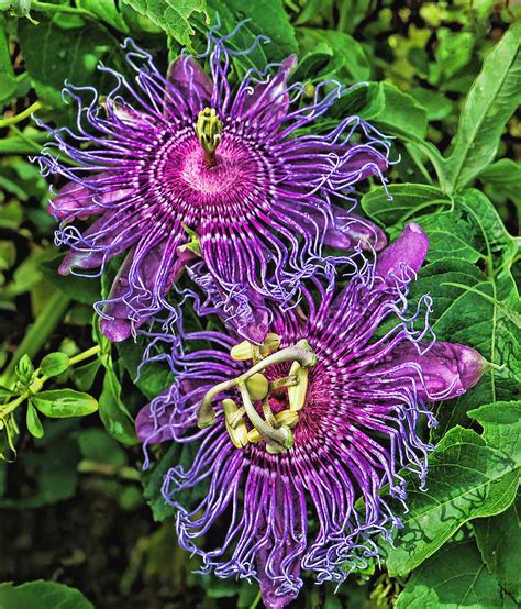 Two Purple Passion Flowers By Hh Photography Of Florida Purple Passion Flower Passion Flower