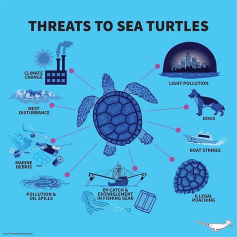 What Are The Threats To Green Sea Turtles