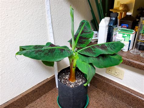 Truly Tiny Musa Ultra Dwarf Banana Tree Growing Indoors Growing