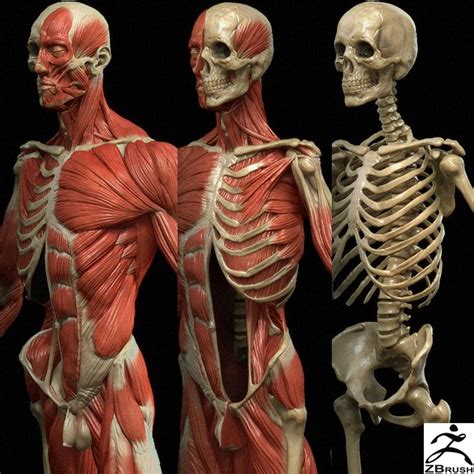 See more ideas about anatomy, anatomy reference, anatomy for artists. Grassetti Art on Gumroad