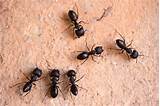 Images of Large Carpenter Ants