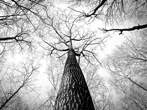 картинки дерево природа филиал зима черное и белое хобот лай