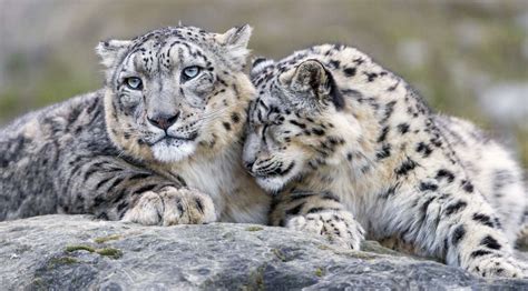 Are Snow Leopards Endangered Conservation Status How To Help
