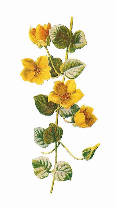 Flower Wildflower Clip Botanical Moneywort Antique