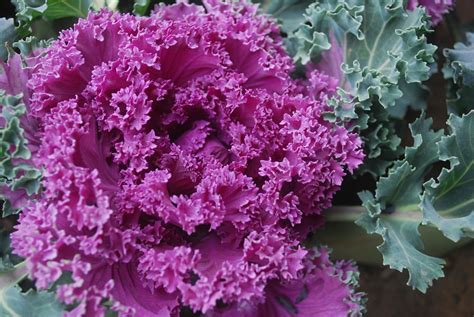 Ornamental Cabbage Plant · Free Photo On Pixabay