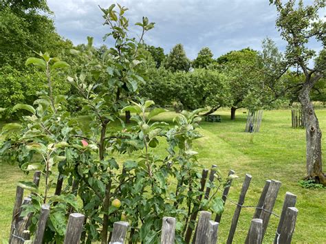 How To Start A Multi Fruit Backyard Orchard