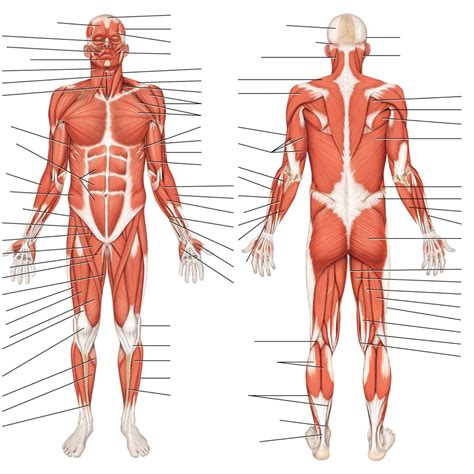 Anterior Posterior Superficial Muscles Diagram Quizlet The Best Porn Website