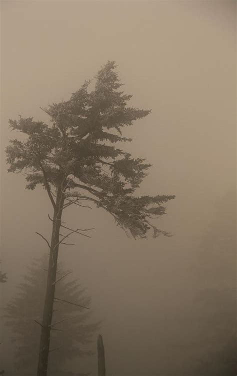Tree In Fog Photograph By Dan Sproul