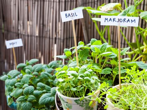 Culinary Herb Gardens How To Create An Edible Herb Garden