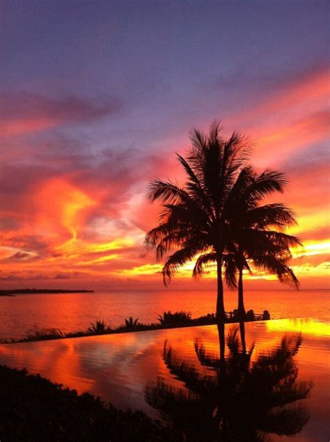 Sunsets Palm Trees And Palms On Pinterest