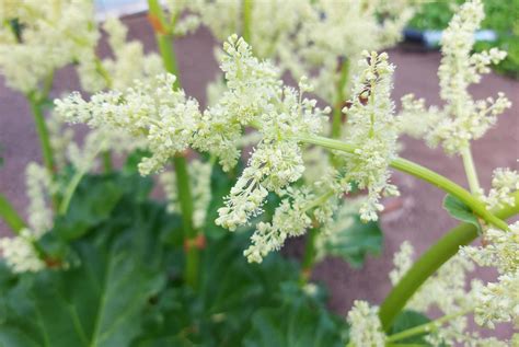 Rhubarb Blooms In The Garden Agriculture Horticulture Plant 6086409