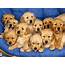 Golden Retriever Puppies Wallpaper Free HD Dog Downloads
