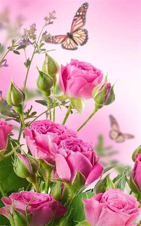 If you're in search of the best pink rose flower wallpaper, you've come to the right place. HD Rose Flowers Live Wallpaper for Android - APK Download