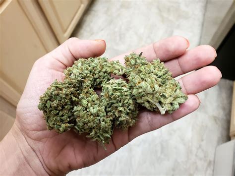 How To Grow Cannabis For Beginners Green Man Cannabis Ranch