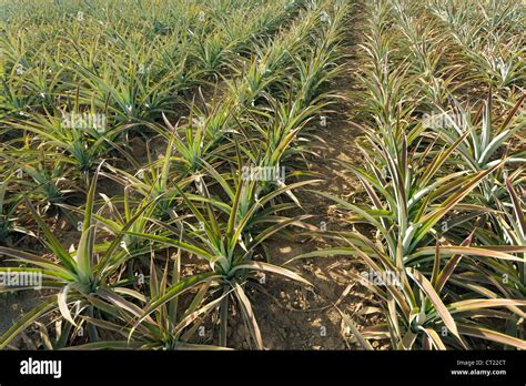 Pineapple Agriculture Field In North Thailand Stock Photo Alamy