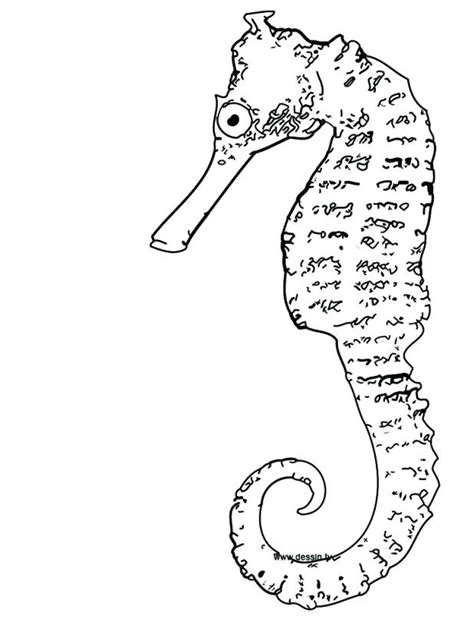 Free download 32 best quality seahorse coloring pages to print at getdrawings. Seahorse Coloring Page at GetColorings.com | Free ...