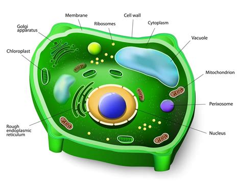 Parts Of Plant Cell And Its Functions Reviewmotors Co