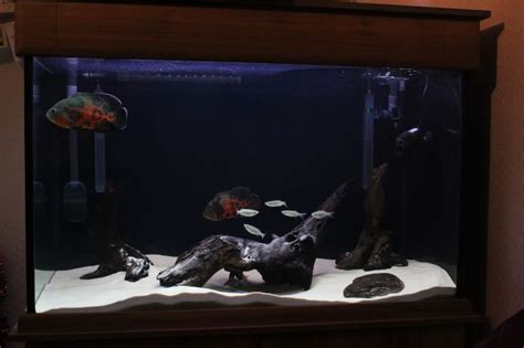 Challenges that may occur in maintaining oscar tank Tiger oscar hardscape | Pets | Pinterest | Photos, Tigers ...