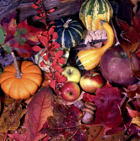 Autumns Colorful Harvest Stock Photo Image Of Autumn 3409324