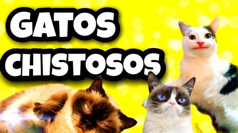 🚨 Gatos Graciosos Los Mejores Videos De Gatos Chistosos 2020 🚨 Youtube