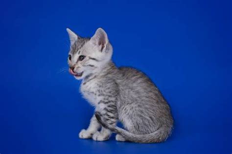 We hope you find the perfect name for your cat from this list of egyptian cat names. 101 Awesome Gray Kitten Names - We're all About the Cats