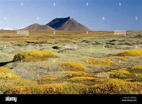 Iceland Nature Landscape Vegetation Volcano Summer Stock Photo Alamy
