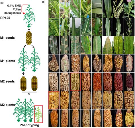 Genome Assembly Of The Chinese Maize Elite Inbred Line RP125 And Its