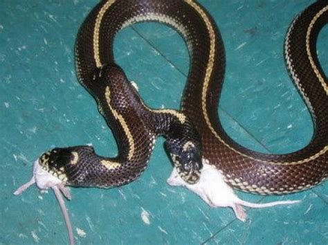 18 Bizarre Photos Fact Of Two Headed Snake Reckon Talk