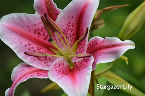 Top 20 Fragrant Flowers And Plants For Your Garden