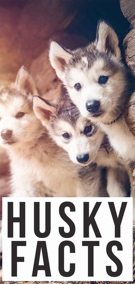 28 Husky Facts Astound Your Friends With These Fascinating Facts